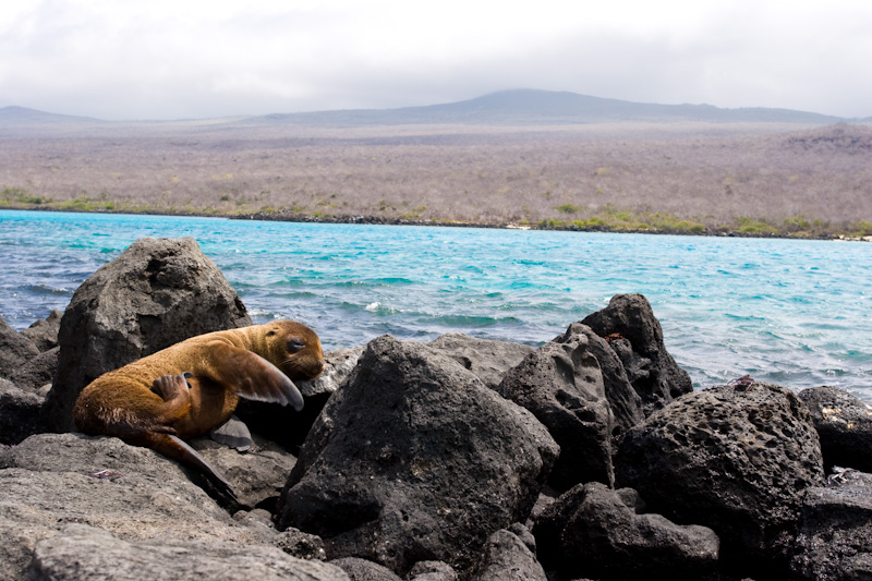 Juvenile Galápagos Sealion On Shore Of Lagoon